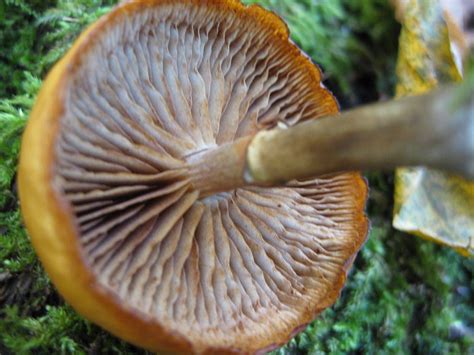 General information Category: Food: Subcategory It belongs to the family Hymenogastraceae. . Galerina marginata vs psilocybe cyanescens